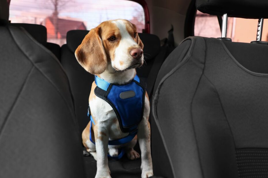 Projeto de Lei garante transporte de pets em carros de aplicativo.