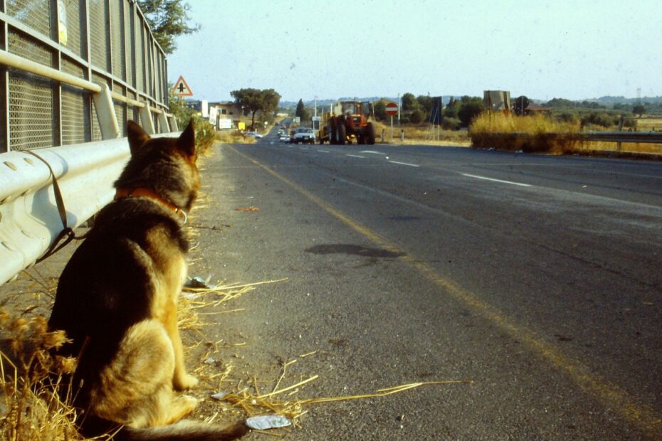 Cão abandonado.