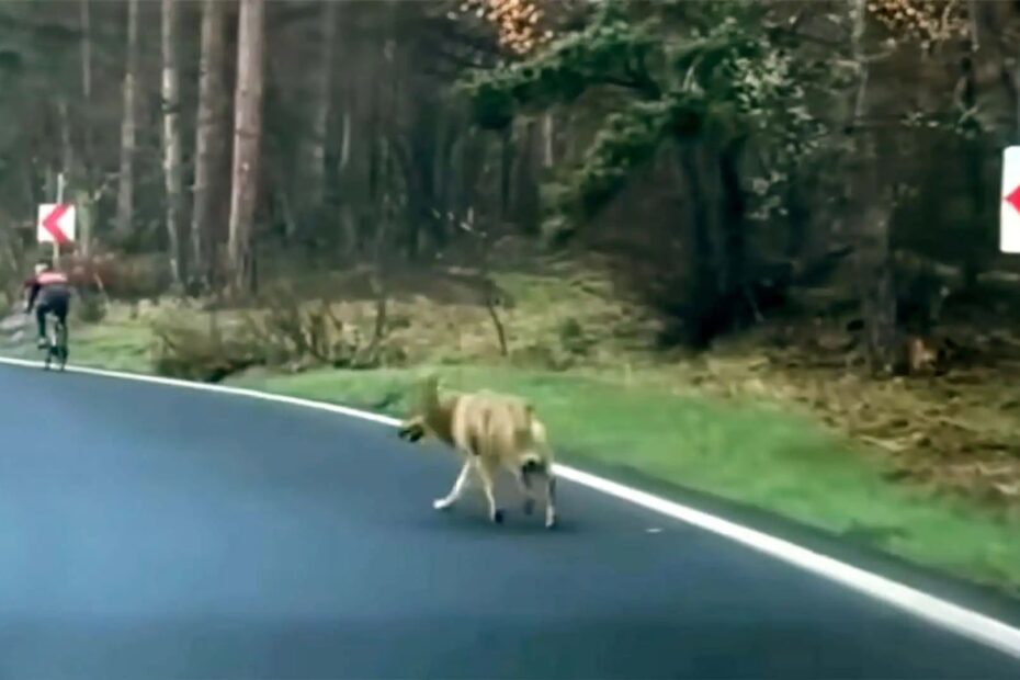 Tesla protege ciclista de lobo
